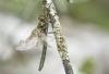 Oxygastra curtisii